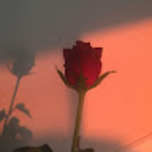 Meet your Posher, Ellie